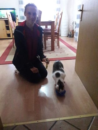 sheba creamy snacks test