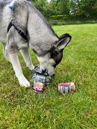 Zum Anbeißen! 🐶