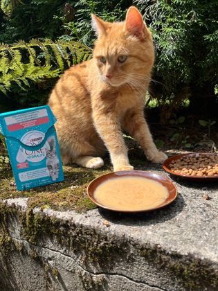 Perfektes Duo - Purina One Hydralife und High Protein