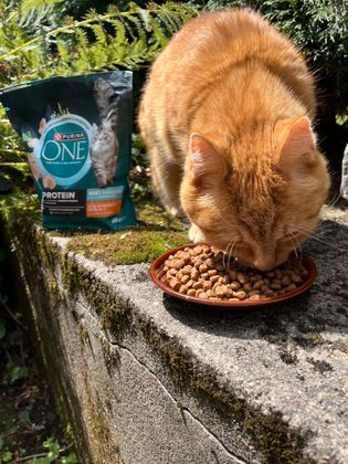 Picknick mit PURINA ONE High Protein Huhn 