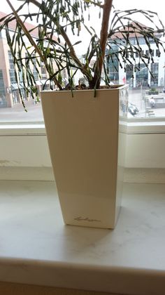 olivenbaum fr innen kaufen Olivenbaum Gartenpflanze 24cm 160cm Balkon Terrasse kaufen