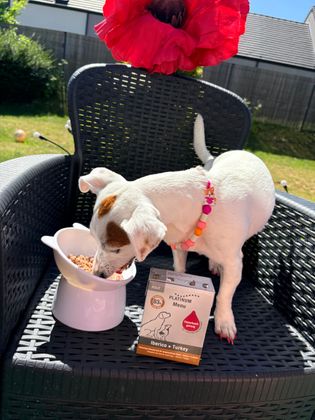 🐶 Wouf ! J’ai testé les aliments humides à la Fleischsaftgarung de Platinium et c’est une vraie folie ! 😋 Une odeur à faire tourner les truffes, un goût délicieux et une gamelle vidée en un éclair. Queue qui remue : je valide à 100 % ! 🐾❤️