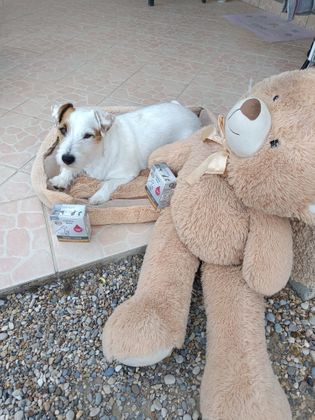Jamais sans mon nounours et mon repas que j adore dixit SAXO 