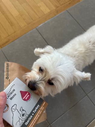 Mimi qui découvre son nouveau menu gourmand 🐶